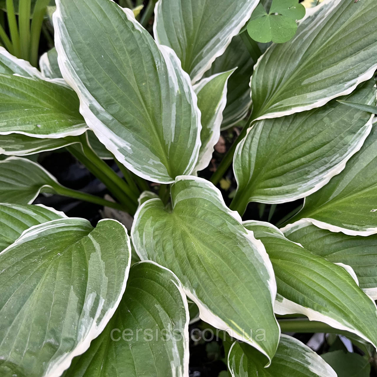 Хоста Альбомаргіната, Hosta undulata Albomarginata