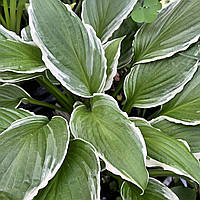 Хоста Альбомаргината, Hosta undulata Albomarginata