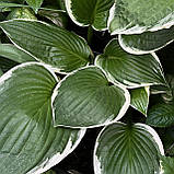 Хоста Альбомаргіната, Hosta undulata Albomarginata, фото 6