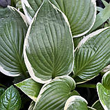 Хоста Альбомаргіната, Hosta undulata Albomarginata, фото 7