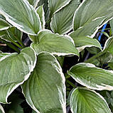 Хоста Альбомаргіната, Hosta undulata Albomarginata, фото 10
