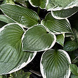 Хоста Альбомаргіната, Hosta undulata Albomarginata, фото 5