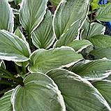 Хоста Альбомаргіната, Hosta undulata Albomarginata, фото 9