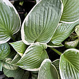 Хоста Альбомаргіната, Hosta undulata Albomarginata, фото 8