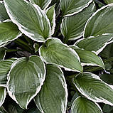 Хоста Гінко Крейг саджанці в контейнерах Hosta Ginko Craig, фото 7