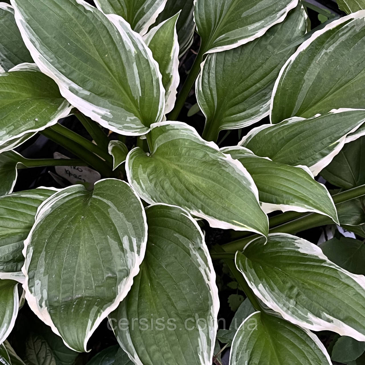 Хоста Гинко Крейг , Hosta Ginko Craig - фото 10 - id-p1369824686