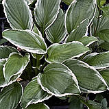 Хоста Гінко Крейг саджанці в контейнерах Hosta Ginko Craig, фото 3