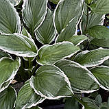 Хоста Гінко Крейг саджанці в контейнерах Hosta Ginko Craig, фото 6