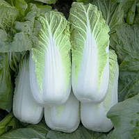 Насіння пекінської капусти Білко F1 (Bilko F1) Bejo 10000