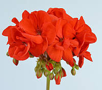 Пеларгониия зональная Trend Emilia Orange красная d15см