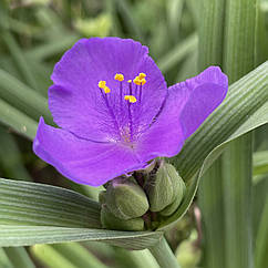 Традесканція садова Tradescantia "Leonora" (Леонора) фіолетова саджанці 1шт