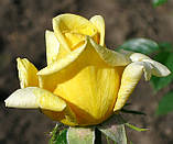Троянда Бероліна. (в). Чайно-гібридна троянда, фото 4
