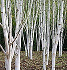 Саджанці Берези Жакмана (Betula Jacquemontii) P9, фото 3