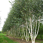 Саджанці Берези Жакмана (Betula Jacquemontii) P9, фото 2