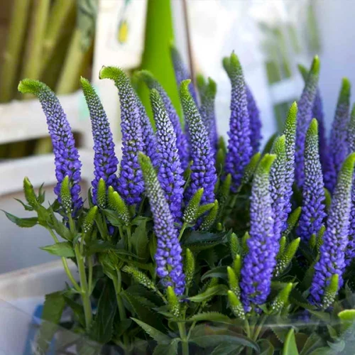 Саджанці Вероніки синьої, Індиго Блю (Veronica Blue Indigo) P9, фото 1