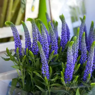 Саджанці Вероніки синьої, Індиго Блю (Veronica Blue Indigo) P9