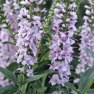 Саджанці Вероніки довговолосистої Фейрітейл (Veronica longifolia Fairytale) P9