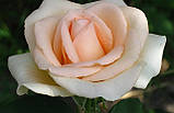 Троянда Асіана. Чайно-гібридна троянда., фото 5