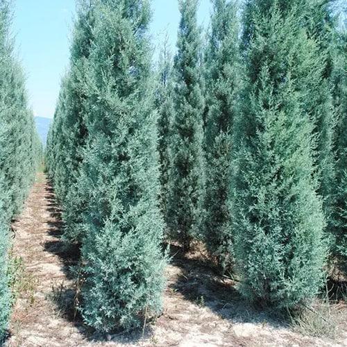 Саджанці Кипарисовика Лавсона Блум, 4-х річний (Chamaecyparis lawsoniana Blom) С3
