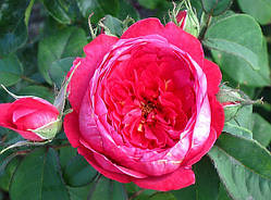 Троянда Бенжамін Бріттен. Англійська троянда.