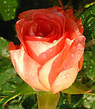 Троянда Ноблес. Чайно-гібридна троянда., фото 3