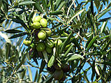 Водорозчинна олія оливки 25 мл, фото 2