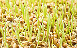 Водорозчинна олія зародків пшениці 25 мл, фото 3