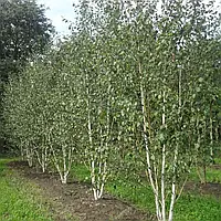 Саджанці Берези Жакмана (Betula Jacquemontii) P9