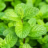 Саджанці М'яти Коріандрової (Mentha Coriandrum) P9