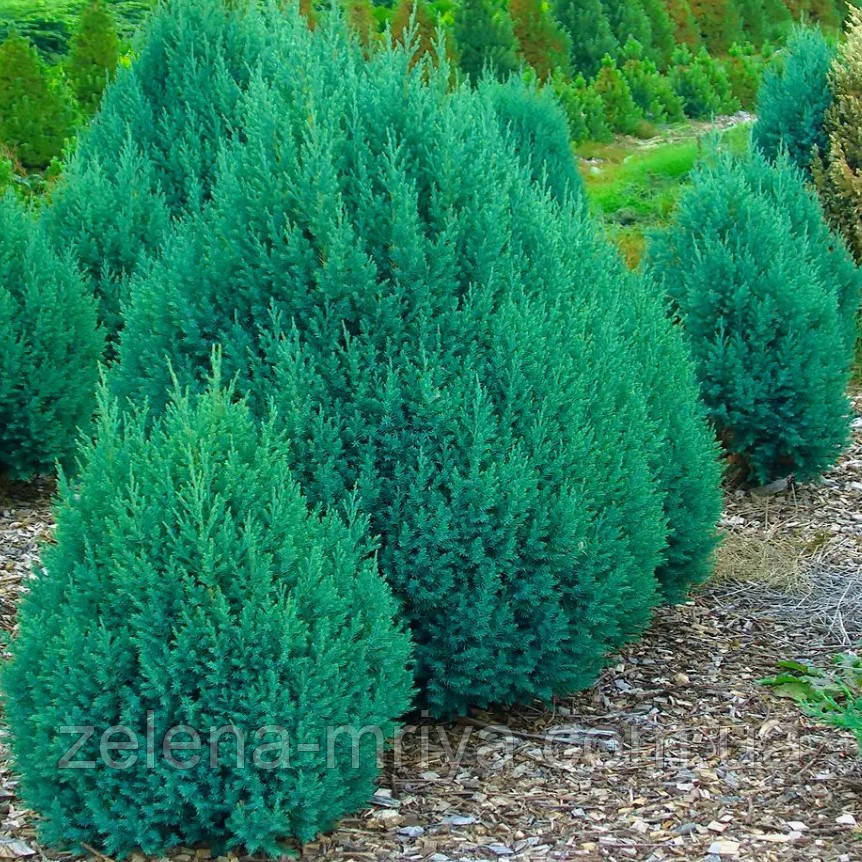 Ялівець китайський Стрикта С5, фото 1