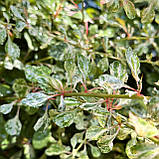 Барбарис Тунберга Келлеріс саджанці в контейнерах Berberis Thunbergii Kelleriis, фото 6