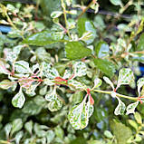 Барбарис Тунберга Келлеріс саджанці в контейнерах Berberis Thunbergii Kelleriis, фото 2