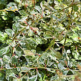 Барбарис Тунберга Келлеріс саджанці в контейнерах Berberis Thunbergii Kelleriis, фото 5