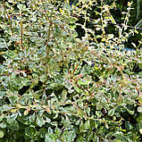 Барбарис Тунберга Келлеріс саджанці в контейнерах Berberis Thunbergii Kelleriis, фото 7