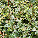 Барбарис Тунберга Келлеріс саджанці в контейнерах Berberis Thunbergii Kelleriis, фото 3