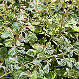 Барбарис Тунберга Келлеріс саджанці в контейнерах Berberis Thunbergii Kelleriis, фото 4