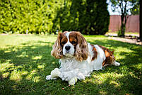 Жувальна іграшка кістка для собак, цуценят дентальна Dog Walking TPR Chew Bone 15 см блакитна, фото 8