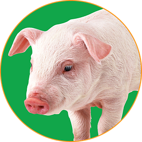 Добавки для свиней