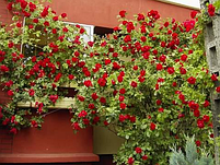 Опори для підв'язки помідор, огірків, гороху (Polyarm (hotdeal)) Ø 8 мм (1 метр), фото 3