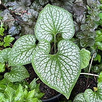 Корневище Бруннера Джек Фрост саженцы в горшках, Brunnera macrophylla Jack Frost