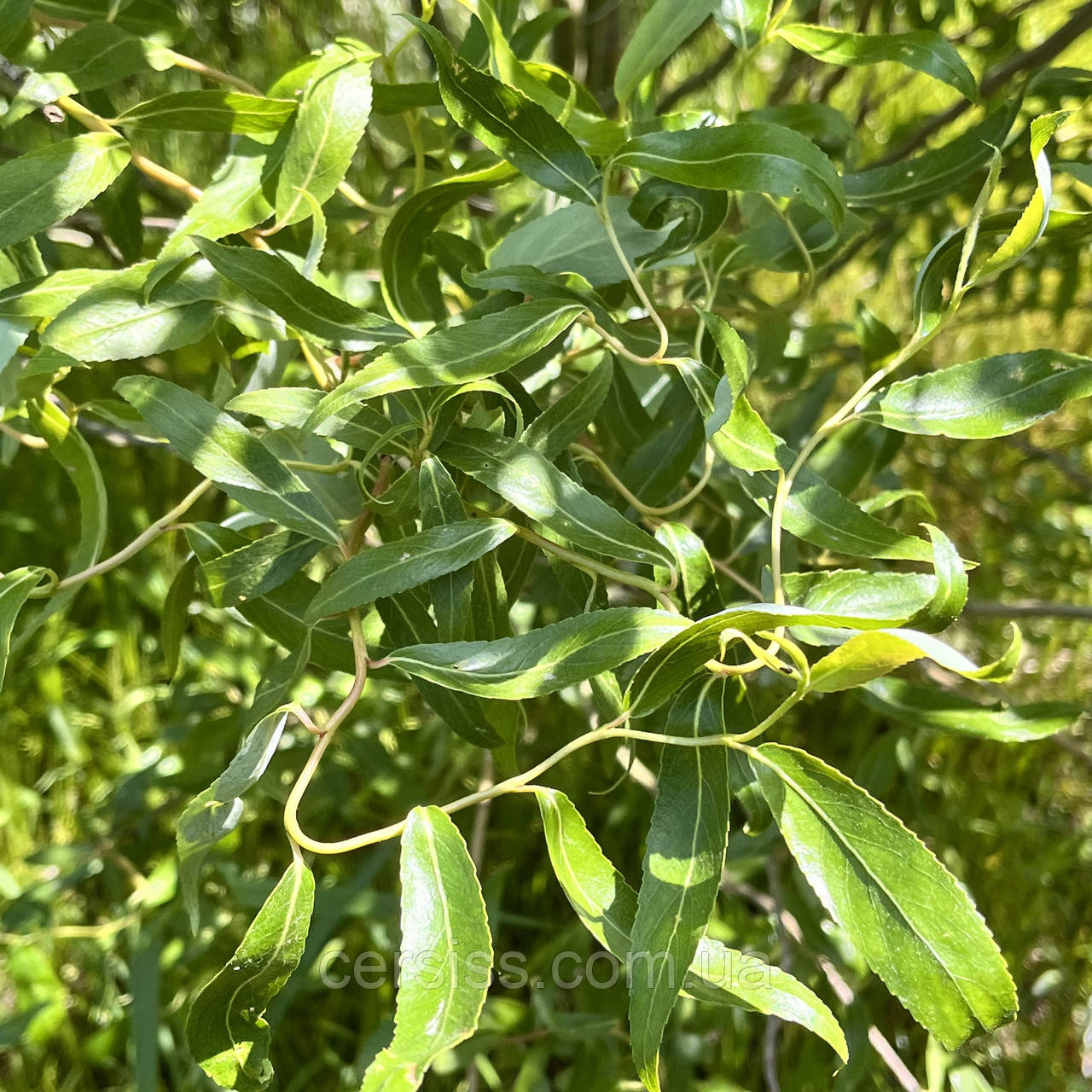 Верба кучерява матсудана Тортуоза, Salix matsudana Tortuosa