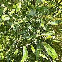 Верба кучерява матсудана Тортуоза, Salix matsudana Tortuosa