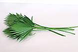 Стабілізований Розкритий пальмовий лист зелений, лист сонце, фото 2