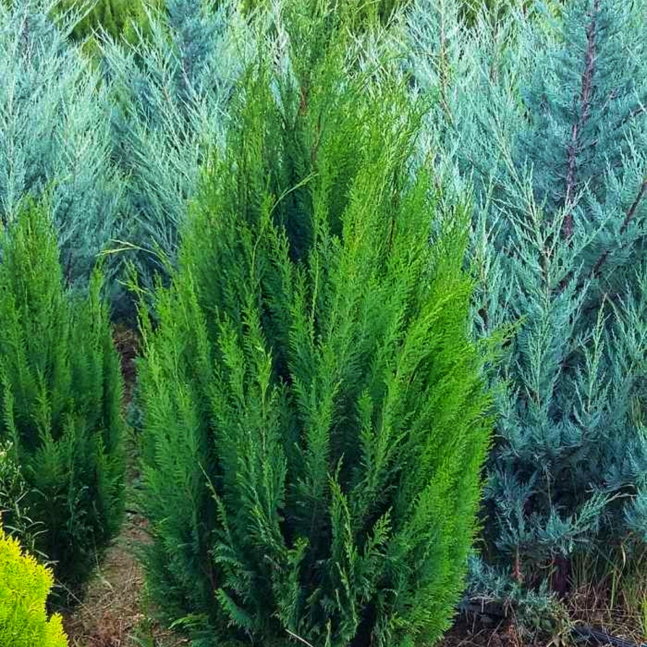 Саджанці Кипарисовика Лавсона Еректа Вірідіс, 4-х річний (Chamaecyparis lawsoniana Erecta Viridis) С3