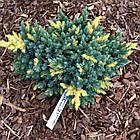 Саджанці Ялівцю лускатого Флореант, 4-х річний (Juniperus squamata Floreant) С3, фото 2