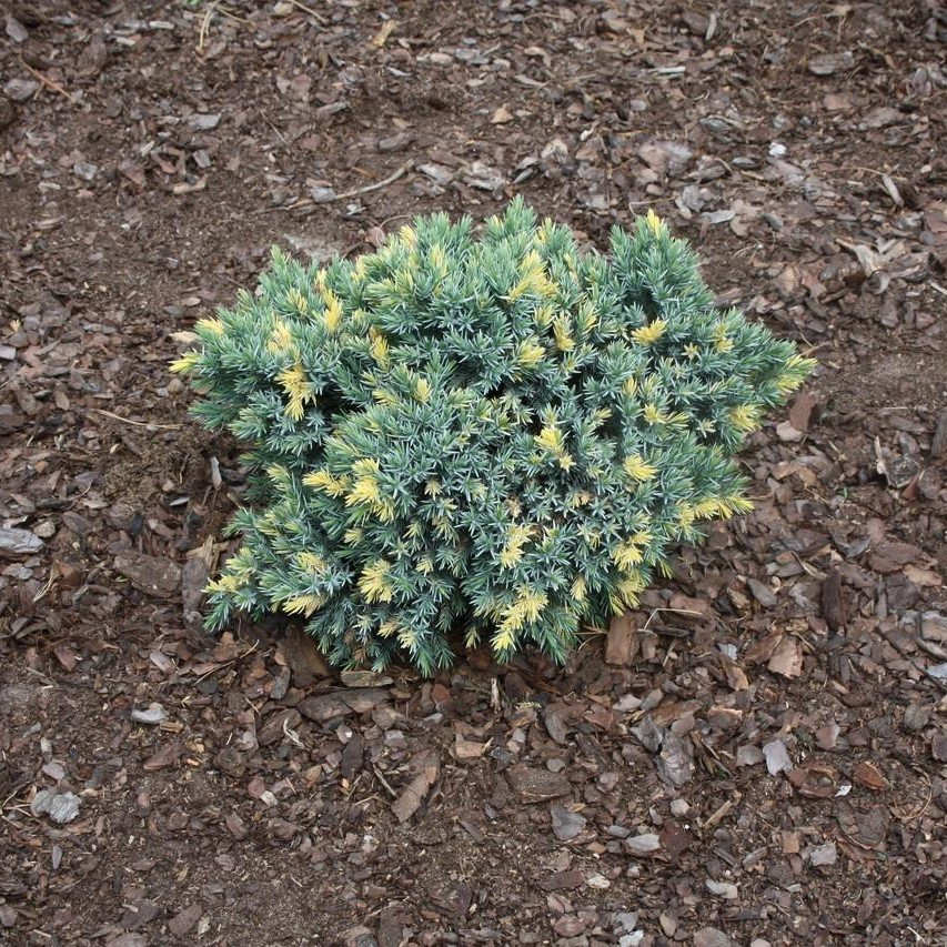 Саджанці Ялівцю лускатого Флореант, 4-х річний (Juniperus squamata Floreant) С3