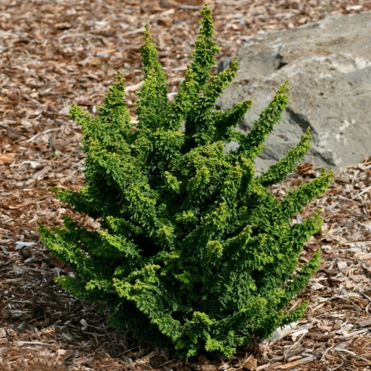 Саджанці Кипарисовика тупого Чірімен (Chamaecyparis obtusa Chirimen) Р9