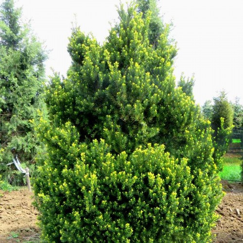 Саджанці Тиса середнього Хатфелді, 4-х річний (Taxus media Hatfieldii) С3