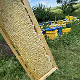 Стільники (соти) травневого ріпакового меду ціла рамка 435*145 мм, фото 4