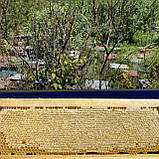 Стільники (соти) травневого ріпакового меду ціла рамка 435*145 мм, фото 2